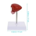 thumbnail image 2 of Homoyoyo Anatomy Models Human Body Teaching Models Plastic Brown for Biological Study 1Pack, 2 of 5