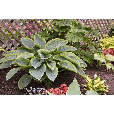1 Gallon, Shadowland Wu-La-La Hosta Live Plant, Blue-Green Foliage and Purple Flowers