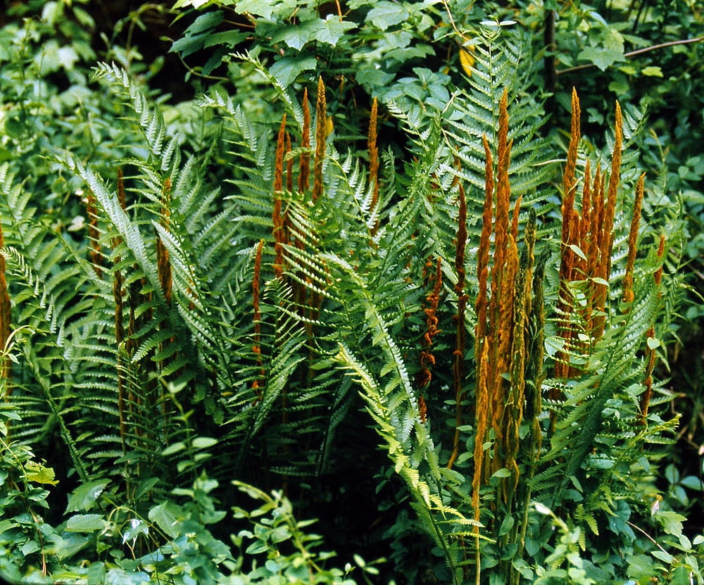 Hardy Cinnamon Fern Osmunda cinnamomea 4" Pot
