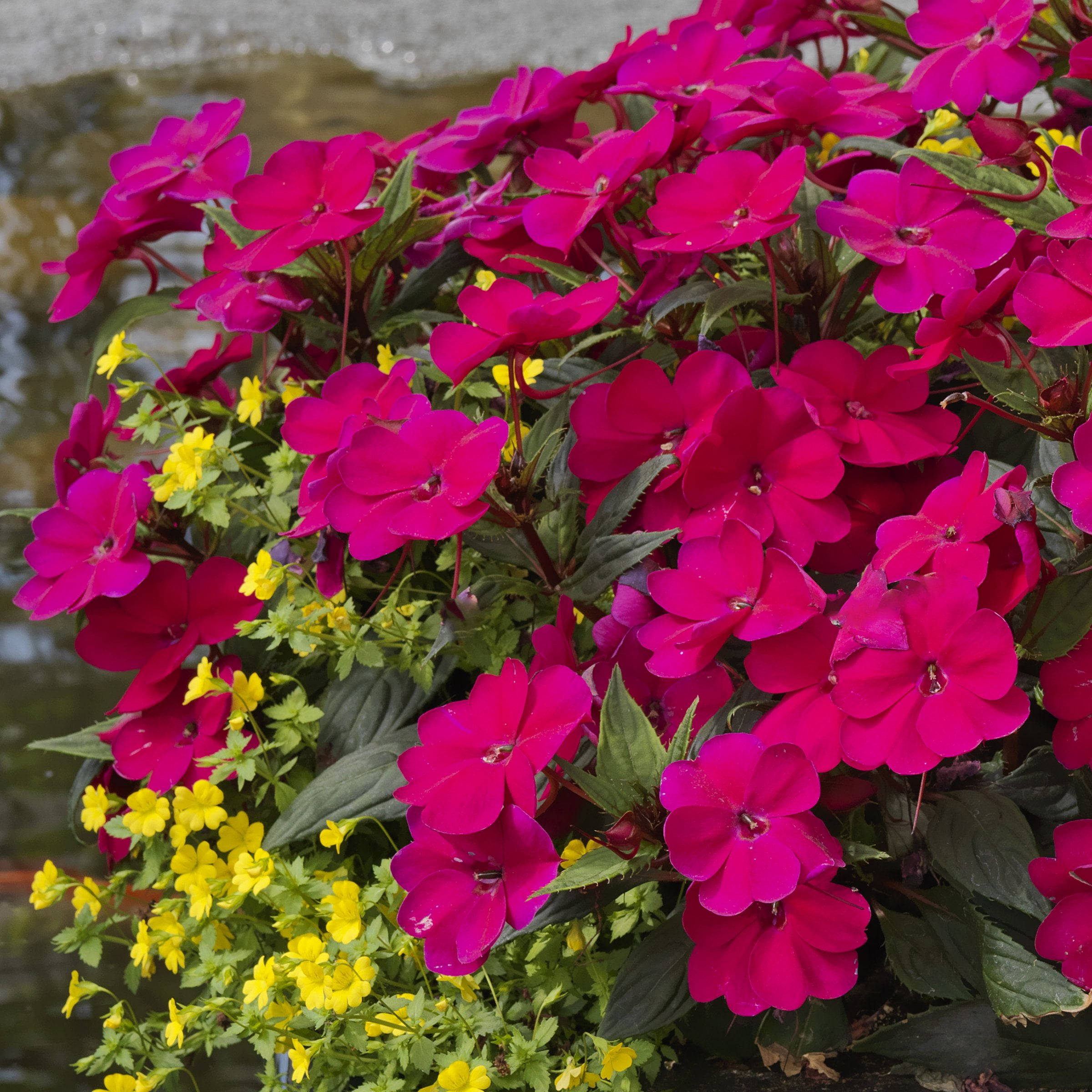 2.5 in. Sunpatiens Compact Royal Magenta Improved Live Annual Plant with Magenta Flowers (6-Pack)