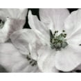 thumbnail image 2 of Poinski, Dianne 32x26 White Modern Wood Framed Museum Art Print Titled - Soft Blossoms II, 2 of 4