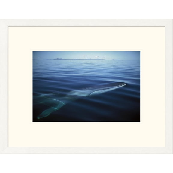 Global Gallery Tui De Roy 'Fin Whale at winter feeding grounds, Sea of Cortez, Baja California, Mexico' Framed Wall Art