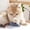 Gray, variant on Cat Toy, Electric Squeaky Simulation Gray Mouse, 1 Pack Interactive Smart Electronic Moving Plush Mouse, for Indoor Cats Kittens Chase Teeth Cleaning Boredom Relief Play Exercise