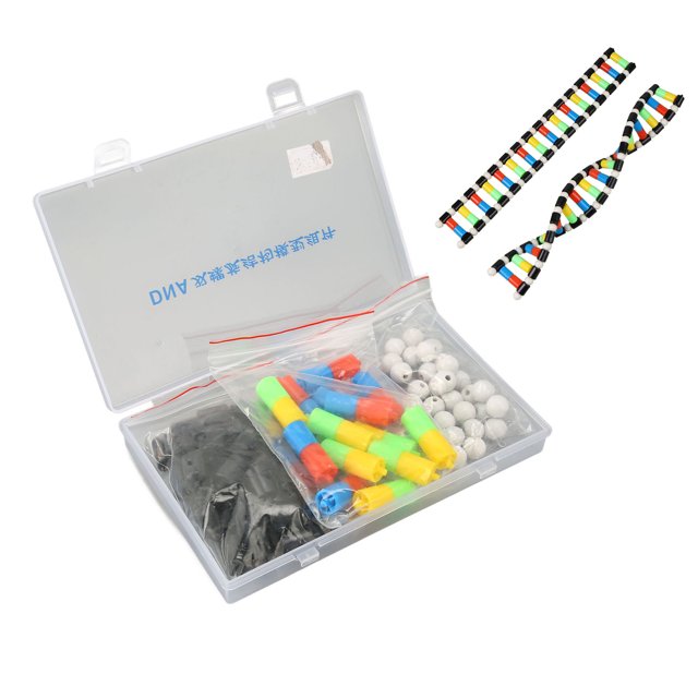 DNA Models, Biological Science Popularization Teaching Aids Easy To Assemble Professional Safe Double Structure Models for Study