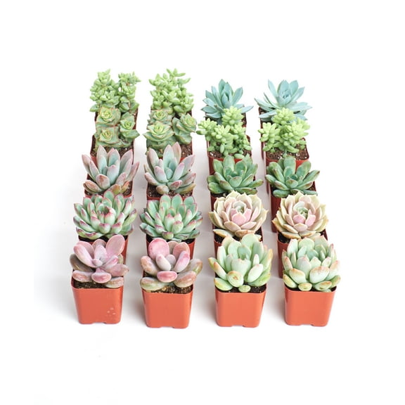 Home Botanicals Premium Pastel Succulent (Collection of 20)