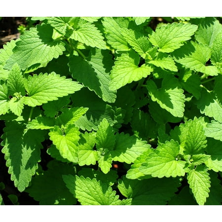 Maui Wowie Catnip Plant® - Nepeta - 4