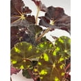 thumbnail image 5 of BubbleBlooms Harmony's Begonia Rex Assortment, Variegated Painted-Leaf Begonia, Set of 3 Plants in 4-inch Pots, 5 of 9
