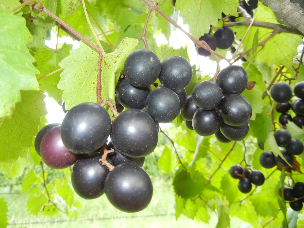 Vine Plants Vines Plant Grapes Vineyards Wine Black Jumbo Muscadine Grape 3Gal 