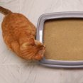 thumbnail image 3 of WORLD'S BEST CAT LITTER Multiple Cat Lavender Scented 8 Pounds, 3 of 4
