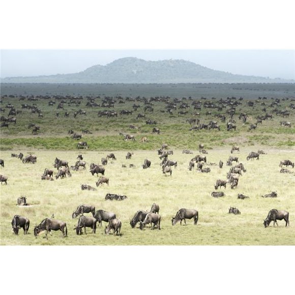 Large Herd of Wildebeest Grazes on The Serengeti Short Grass Plains Near Ndutu Ngorongoro Crater Conservation Area Poster Print - 38 x 24 in. - Large