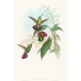 thumbnail image 3 of John Gould 13x18 Black Modern Framed Museum Art Print Titled - Lampornis Predicted, 3 of 5