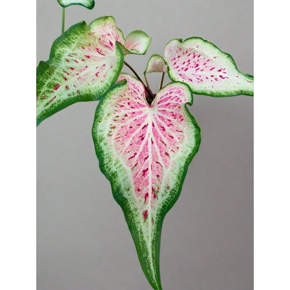 Blue Buddha Farm: Daydreamer Caladium (2 Bulbs) - Easy to Grow Indoor or Outdoor Perennial Plant