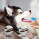 thumbnail image 3 of Kit de cepillo de dientes para perros Cepillo de dientes para perros Cepillo de dientes para perros Cuidado de la limpieza dental Cepillo de dientes para mascotas, 3 of 3