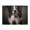 500 Pieces, variant on 500 Piece Loyal Border Collie Jigsaw Puzzle For Adults – Paw Up Design, Challenging & Relaxing Wooden Game, Brain Exercise, Great Gift & Home Decor