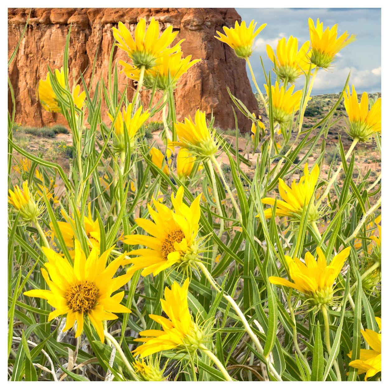Everwilde Farms - 1 lb Mules Ears Native Wildflower Seeds - Gold Vault Bulk Seed Packet