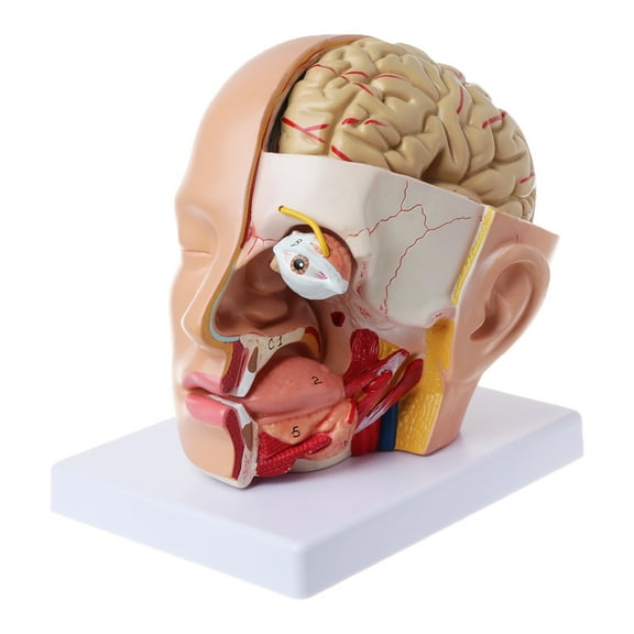 Yokua Human Anatomy for Head Skull Brain Cerebral Artery Anatomical Model For Teaching