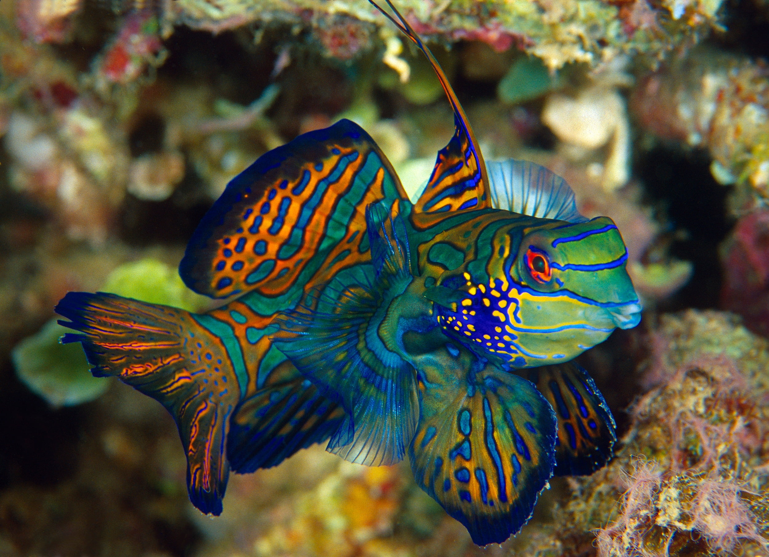 Marine Fish Flakes 3-lbs @ $49.99 Marine Flakes for ALL Marine Fish. These Flakes Made in USA!