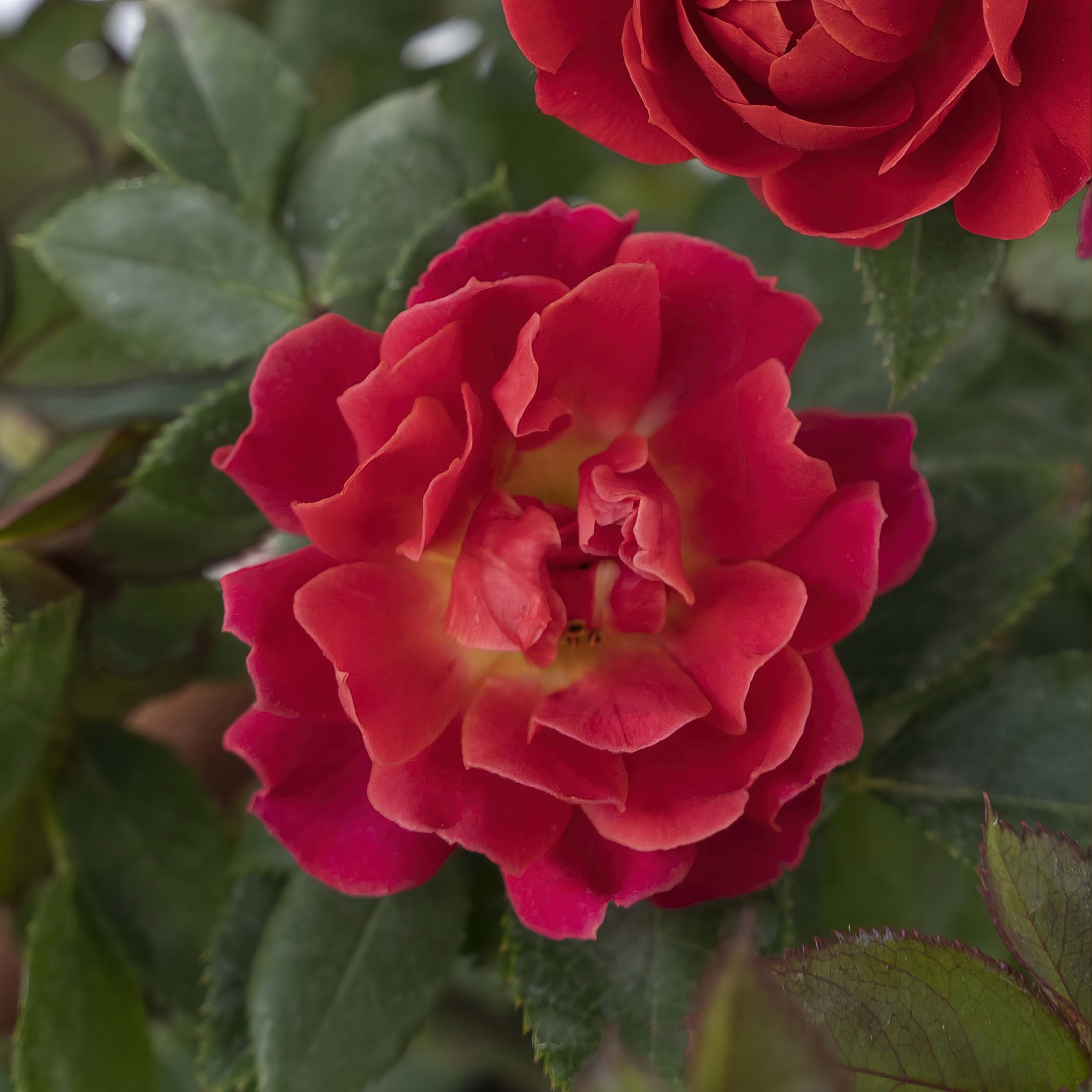 2 gal. Sunblaze Watermelon Rose with Red Flowers