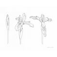 thumbnail image 2 of Miller, Sara Zieve 32x26 White Modern Wood Framed Museum Art Print Titled - Sketched Iris, 2 of 4