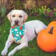 thumbnail image 5 of Traje de boda para fiesta de perros, suministros para mascotas, ropa para perros, vestido para perros, esmoquin, ropa para mascotas 2133, 5 of 5
