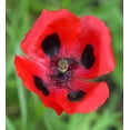 thumbnail image 7 of 150 Seeds RED Lady Bird FLANDERS POPPY Papaver Commutatum Scarlet Black Flower Seeds, 7 of 7