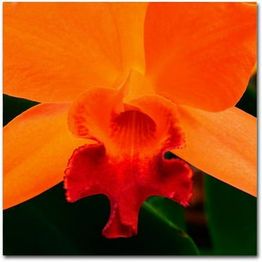 Trademark Fine Art "Brilliant Orchid on Fire" Canvas Art by Kurt Shaffer