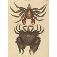 thumbnail image 2 of Mark Catesby 14x18 Black Ornate Wood Framed Double Matted Museum Art Print Titled - The Red Mottled Rock-Crab (Cancer Grapsus) (1731-1743), 2 of 5