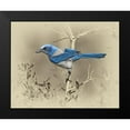 thumbnail image 2 of Brown, Jim 24x20 Black Modern Framed Museum Art Print Titled - Scrub Jay, 2 of 5