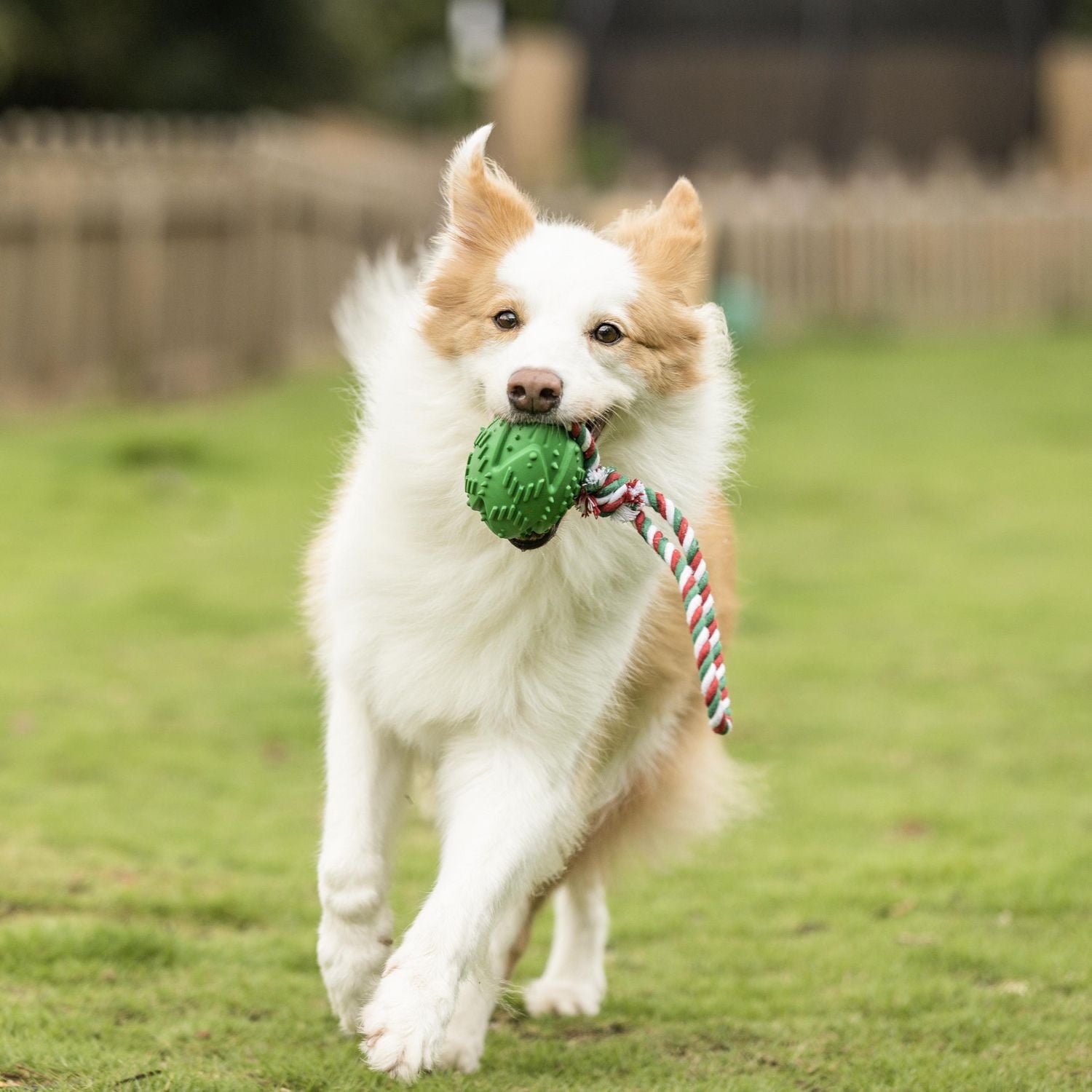 Vibrant Life Rubber Ball with Rope Dog Toy