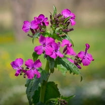 Outsidepride Money Plant Violet - 2000 Seeds