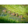 thumbnail image 2 of Jaynes Gallery 18x13 Gold Ornate Wood Framed with Double Matting Museum Art Print Titled - USA-Colorado-Fort Collins Mallard ducklings swimming in stream, 2 of 4
