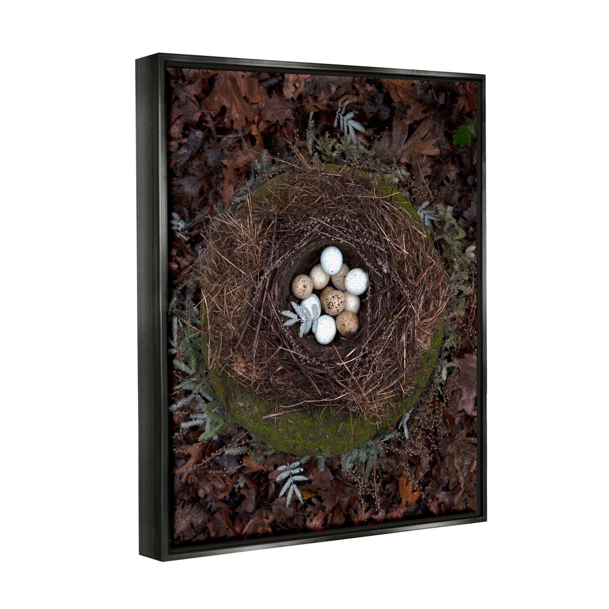 Stupell Industries Bird Nest Wildlife Forest Nature Speckled Eggs Photograph Jet Black Floating Framed Canvas Print Wall Art, Design by Tania Soderman