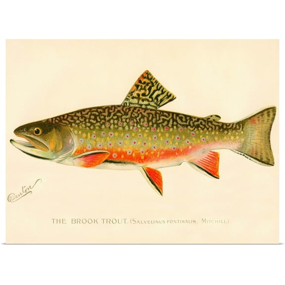 Great BIG Canvas | Rolled Print Collection Poster Print entitled The Brook Trout