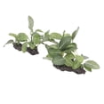 thumbnail image 2 of Plantas artificiales para acuario, 2 piezas, decoraciones de plantas de acuario, tanque de terrario para acuario, plantas decorativas, decoraciones de plantas de acuario, uso conveniente, 2 of 8