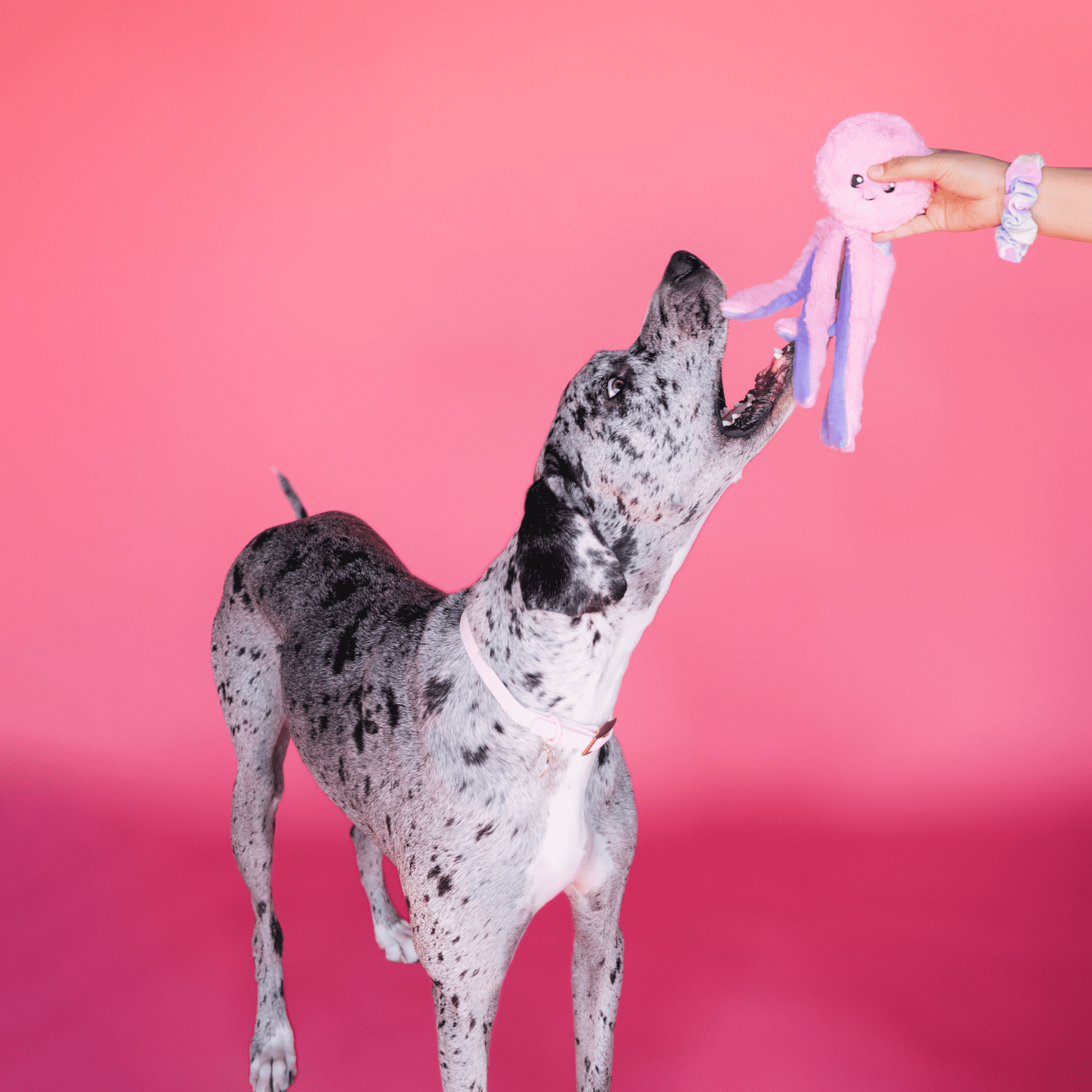 Bundle x Joy Octopus Crinkle Legs Plush for Dogs with Squeaker & Crinkle for Added Joy