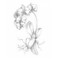 thumbnail image 2 of Harper, Ethan 26x32 White Modern Wood Framed Museum Art Print Titled - Botanical Sketch V, 2 of 4