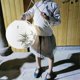 thumbnail image 4 of 30cm Lampshade Paper Lantern Oriental Style Light Decoration Chinese , Bamboo, 4 of 5