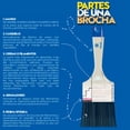 thumbnail image 3 of BROCHA REAL CORONA 1/2" PAQUETE 12 PIEZAS, 3 of 3