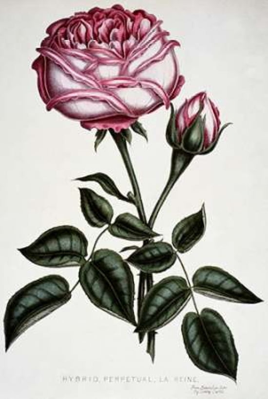 Hybrid Perpetual La