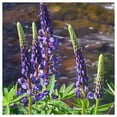 thumbnail image 3 of Everwilde Farms - 100 Riverbank Lupine Native Wildflower Seeds - Gold Vault Jumbo Bulk Seed Packet, 3 of 3