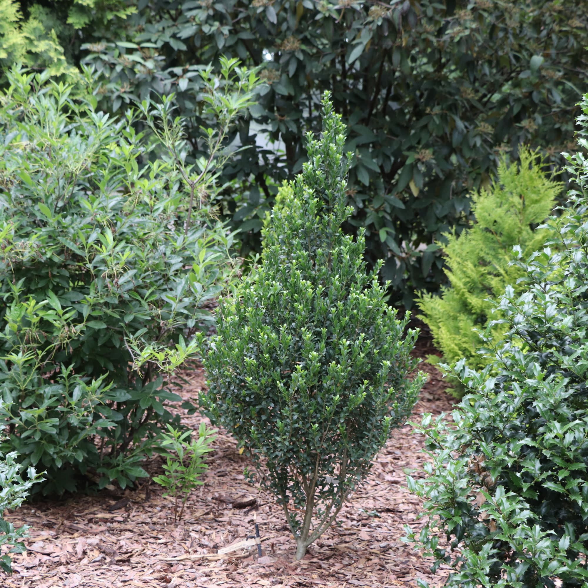 Proven Winners ColorChoice 5" Hedge Box Japanese Holly Live Plant in 4.5" Pot (4 Count)