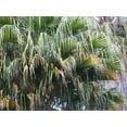 thumbnail image 5 of Carnavon Gorge Palm - Live Plant in a 10 Inch Growers Pot - Livistona Nitida - Rare Ornamental Palms of Florida, 5 of 5