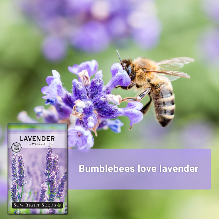 Lavender Seeds for Planting - Non GMO Heirloom Varieties for your Indoor or  Outdoor Herb Garden - 4 Pack - Walmart.com