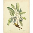 thumbnail image 4 of Mark Catesby 12x14 Black Modern Wood Framed Wall Art Titled - Catesby Bird and Botanical V, 4 of 6