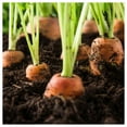 thumbnail image 5 of Everwilde Farms - 2000 Imperator 58 Carrot Seeds - Gold Vault Jumbo Bulk Seed Packet, 5 of 5