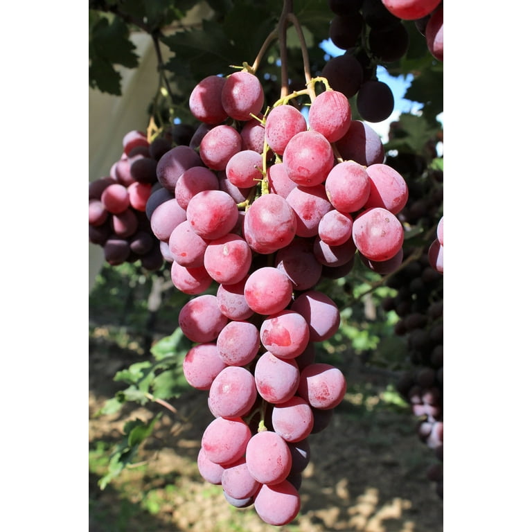 Jumbo Red Seedless Grapes