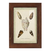 Bookplate Shells IV - Framed Print w/glass - Chestnut