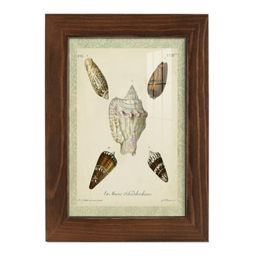 Bookplate Shells IV - Framed Print w/glass - Chestnut