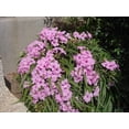 thumbnail image 5 of Dwarf Mexican Petunia Pink  Katie's Dwarf Ruellia Brittoniana  3 Live Plants  Drought Tolerant Blooming Butterfly Bush, 5 of 7