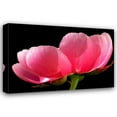 thumbnail image 1 of Tammy Putman 24x17 Gallery Wrapped Canvas Wall Art Titled - Pink Peony III, 1 of 4